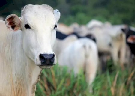 Iagro prorroga prazo para entrega de declaração semestral de rebanhos em MS