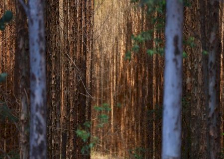 Vale da Celulose: base florestal em Mato Grosso do Sul deve crescer 40% até 2028